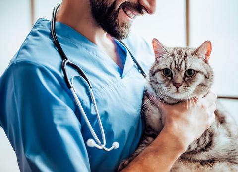 Servicios Veterinarios Profesionales