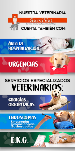 Servivet Servicios Veterinarios