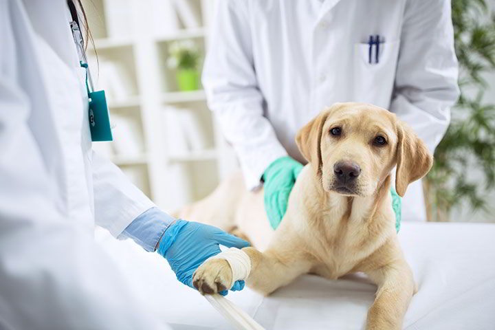 Vet Center Querétaro