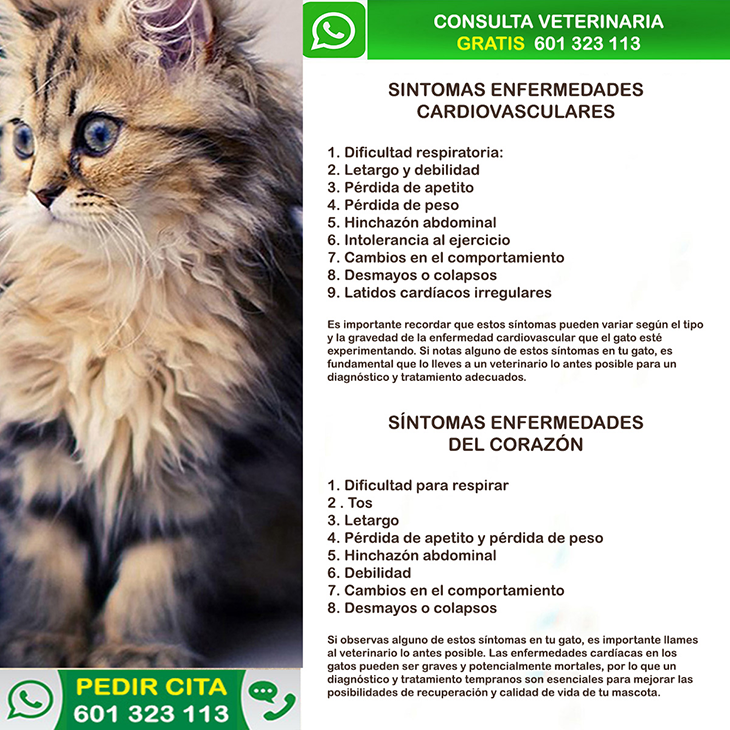 Veterinaria A Domicilio Latido Animal