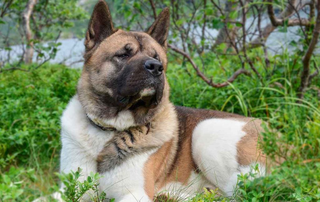 Veterinaria Akita