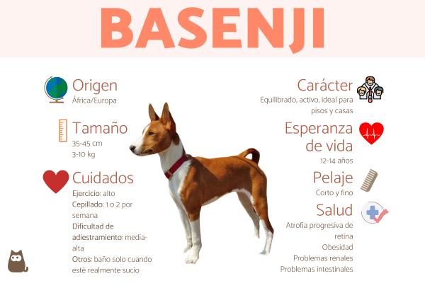 Veterinaria Basenji