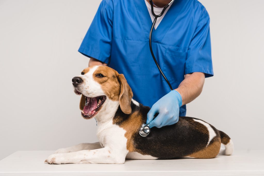 Veterinaria Beagle