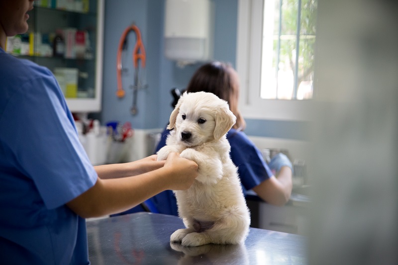 Veterinaria Cachorro