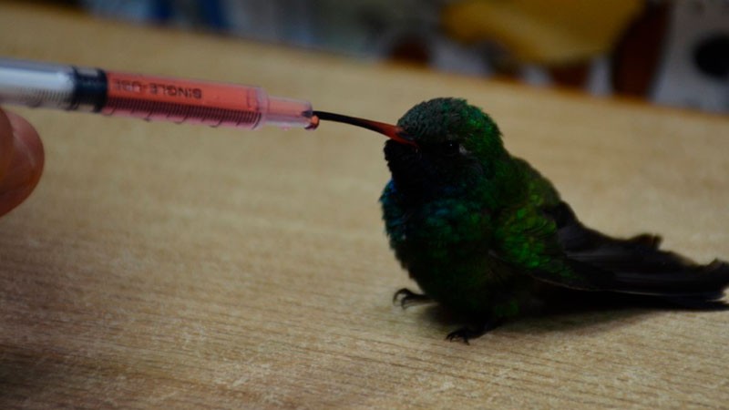 Veterinaria "colibrí"