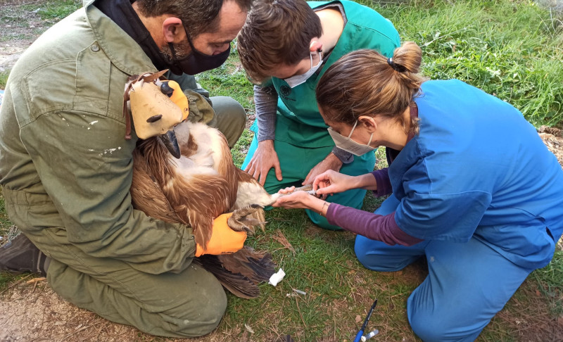 Veterinaria El Buitre