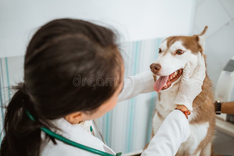 Veterinaria El Pony