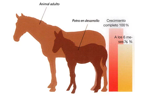 Veterinaria "el Potrillo"