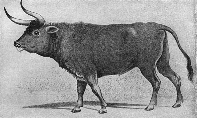 Veterinaria "el Toro Macho" San Juan Del Rio