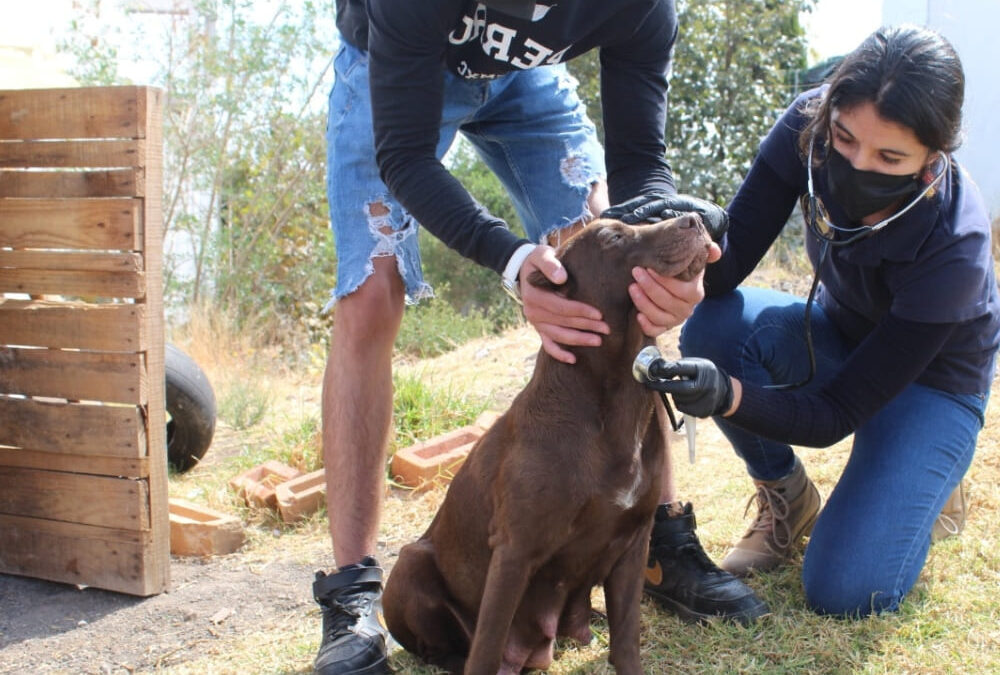 Veterinaria Especialista En Zootecnia