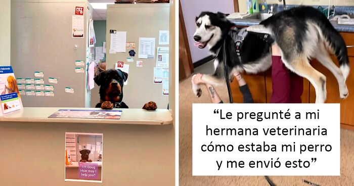 Veterinaria Funny Pets