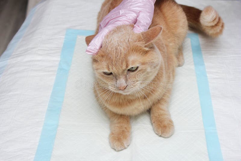 Veterinaria Gato Rojo
