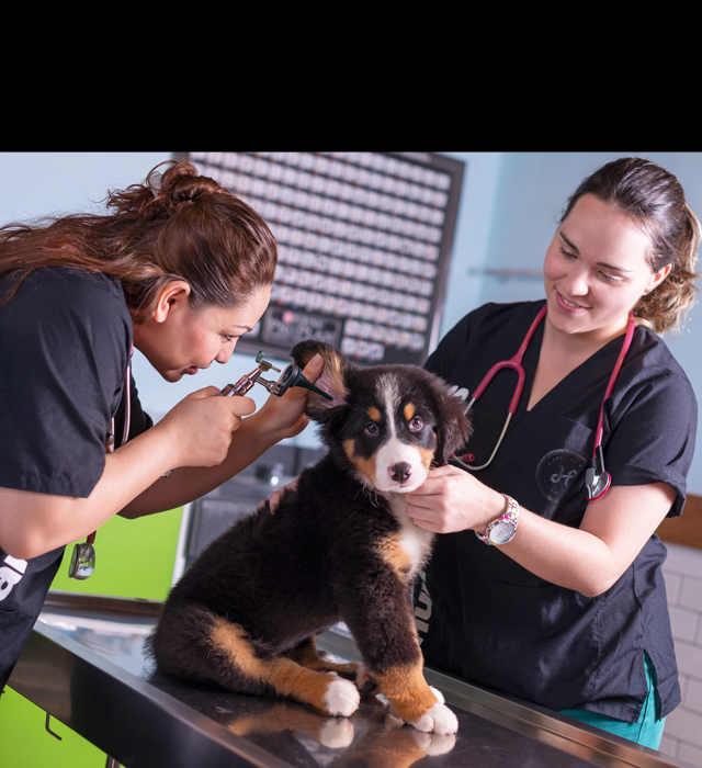 Veterinaria Humanimals Canek