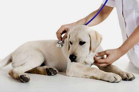 Veterinaria Lomas De Mazatlán Y Cremación De Mascotas