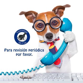 Veterinaria Mr. Dog