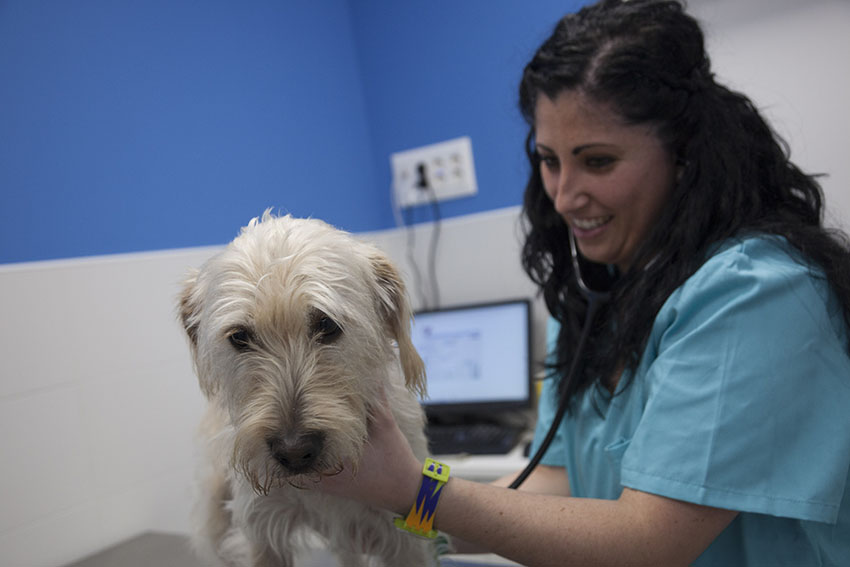 Veterinaría Murillo