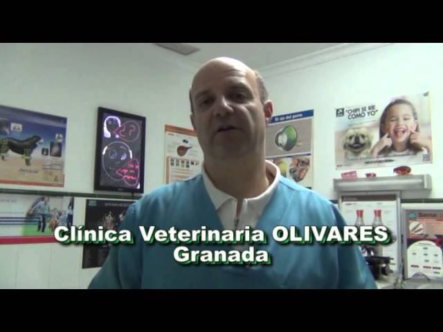 Veterinaria Olivares