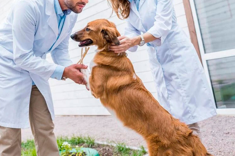 Veterinaria "san Juan"