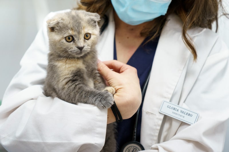 Veterinaria Scottish