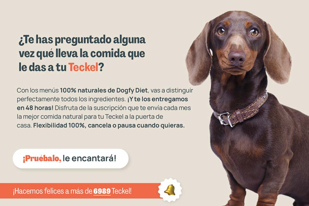 Veterinaria Teckels