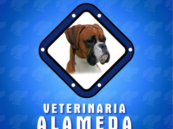 Veterinaria Y Spa Canino Meraki